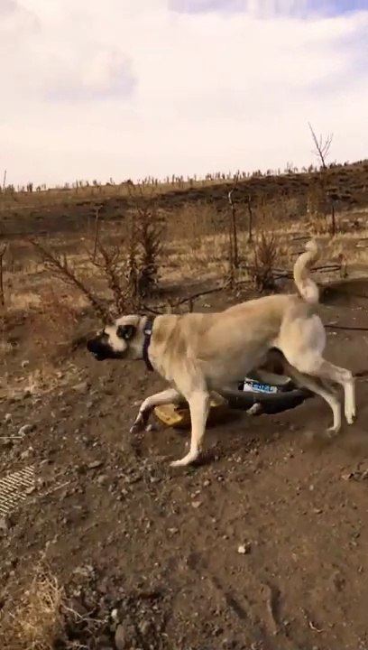 BAHCEDE SERT ADAMCI KANGAL KOPEGi - VERY ANGRY KANGAL DOG in GARDEN