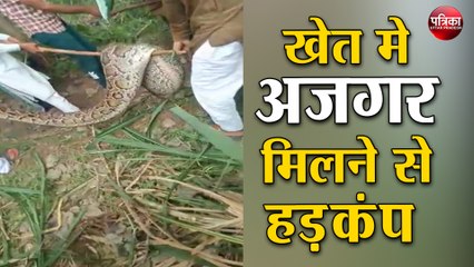 खेत मे अजगर मिलने से हड़कंप