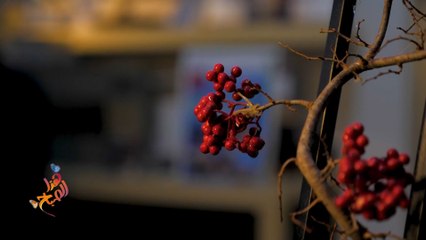 فن البونساي التقليدي الياباني