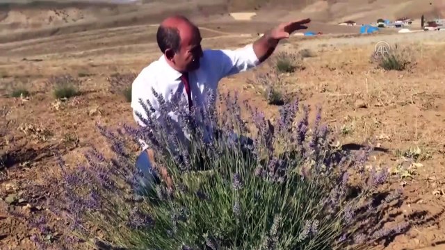 Sıcak iklimi seven lavantalar kara kışıyla ünlü Doğu'nun bahçelerini süsleyecek - ERZURUM