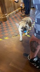 Dog Throws Ball Directly at Camera