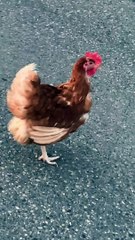 Cat Stalks Random Chicken Across the Road
