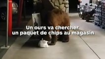 Un ours entre dans un magasin pour chercher un paquet de chips