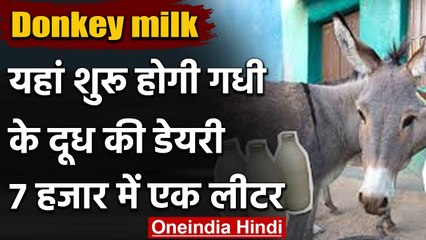 Haryana के हिसार में शुरू होने जा रही है गधी के दूध की डेयरी, 7000 रुपये का 1 लीटर | वनइंडिया हिंदी