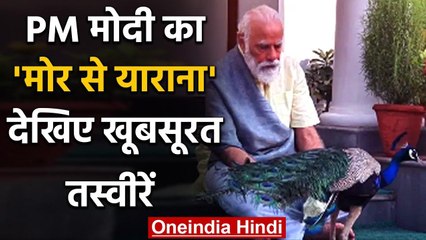 PM Narendra Modi ने शेयर किया मजेदार वीडियो,मोरों को दाना खिलाते दिखे पीएम | वनइंडिया हिंदी
