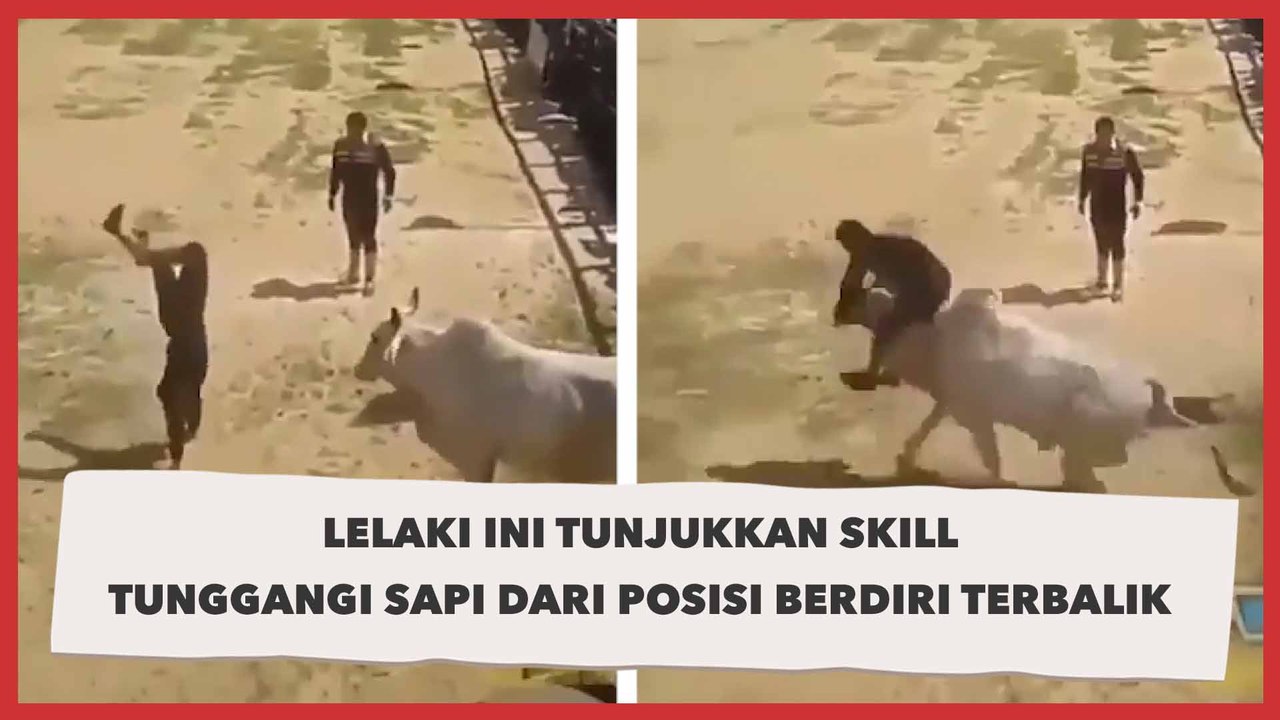 Anjay, Lelaki Ini Tunjukkan Skill Tunggangi Sapi dari Posisi Berdiri Terbalik