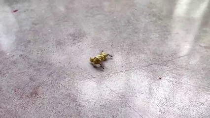 Three Black Ants Are Carrying A Dry Leaf