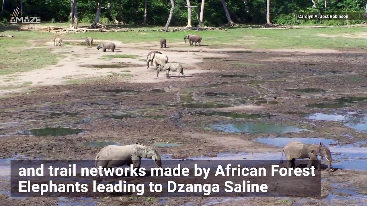 'Elephant Highways' Could Help Out Conservation Efforts