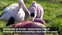 New Research Shows Flamingos Make Friendships That Last for Years