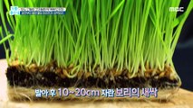 [HEALTHY] Obesity, blood pressure, blood sugar management! Sprout Barley, 기분 좋은 날 20200824