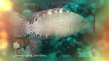 The Abudjube Wrasse Fish