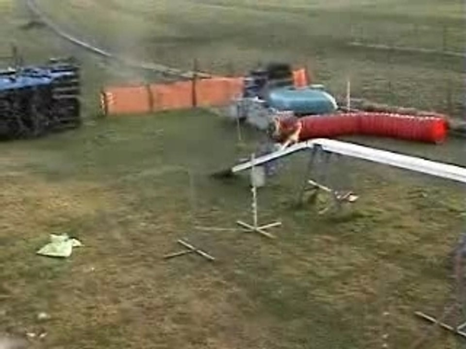 Chips agility 10mois