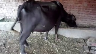 Beautiful Buffalo In Pakistan