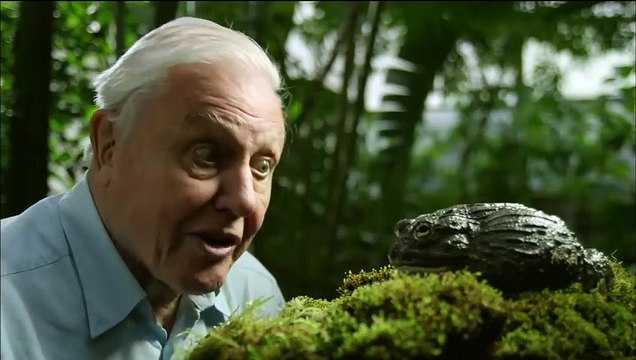 Bullfrog Dad Protects His Tadpoles