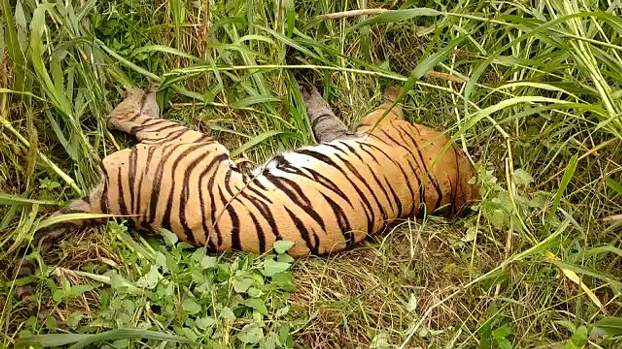लखीमपुर: मृत बाघिन के विसरे में नहीं मिला कोई जहरीला पदार्थ