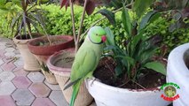 Indian Ringneck Parrot Beautiful Voices