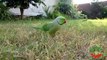 Indian Ringneck Parrots Like Grass
