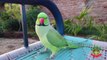 My Talking Indian Ringneck Parrot