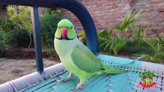 My Talking Indian Ringneck Parrot