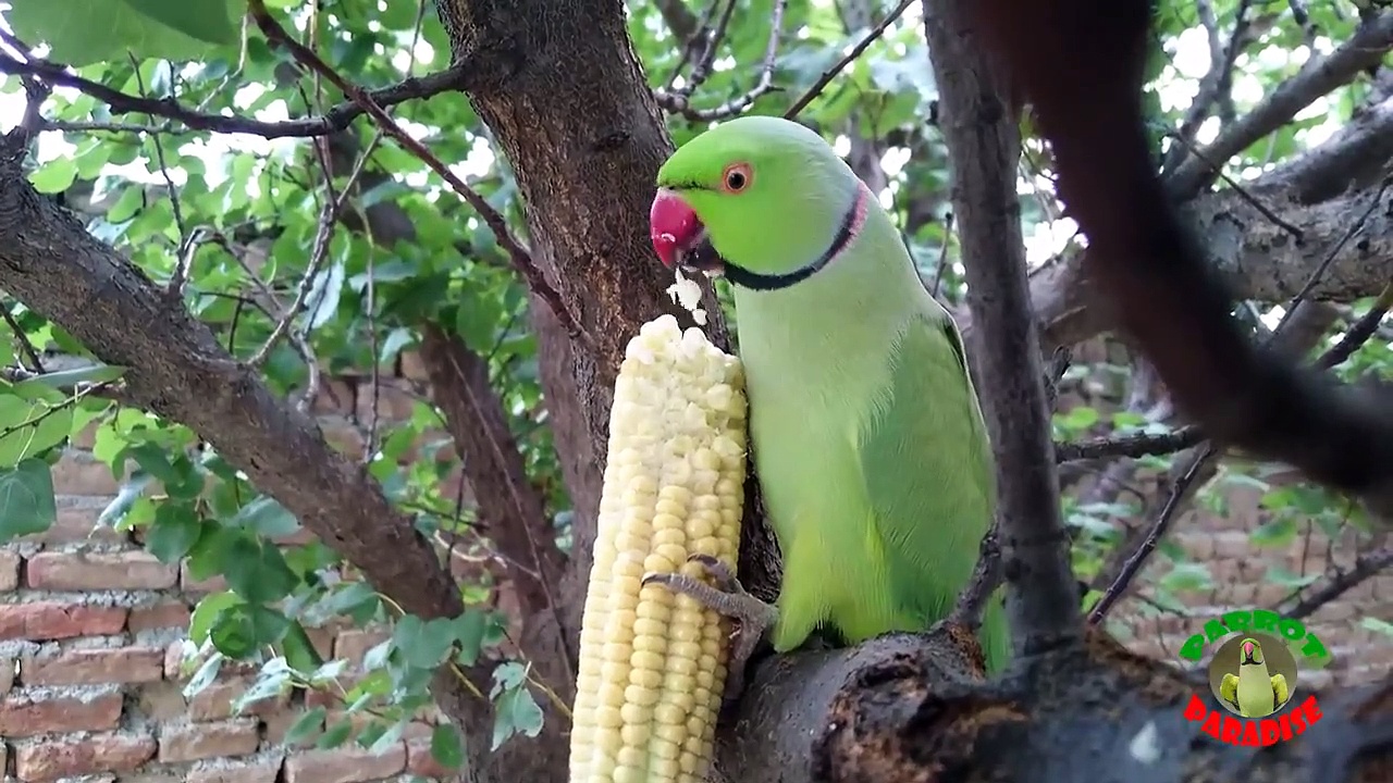 Indian Ringneck Parrot Enjoying Corn_Maize