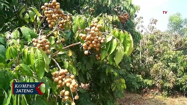 Ubah Lahan Kritis, Jadi Agrowisata Buah Kelengkeng