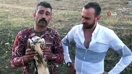 Yaralı şahini itfaiye eri kurtardı