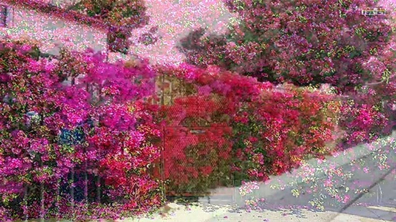 House and Flower - The Most Beautiful House in the world