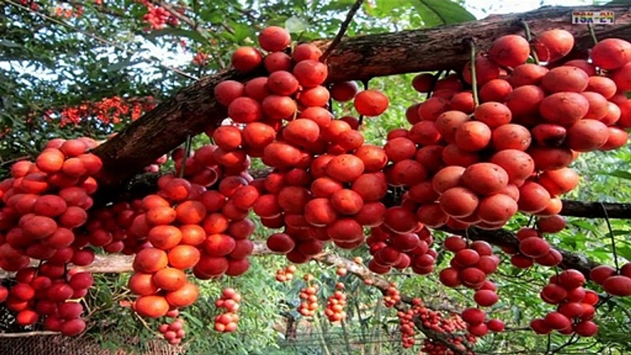 World’s Strangest Fruits & Vegetables - 'That Look Like Aliens'