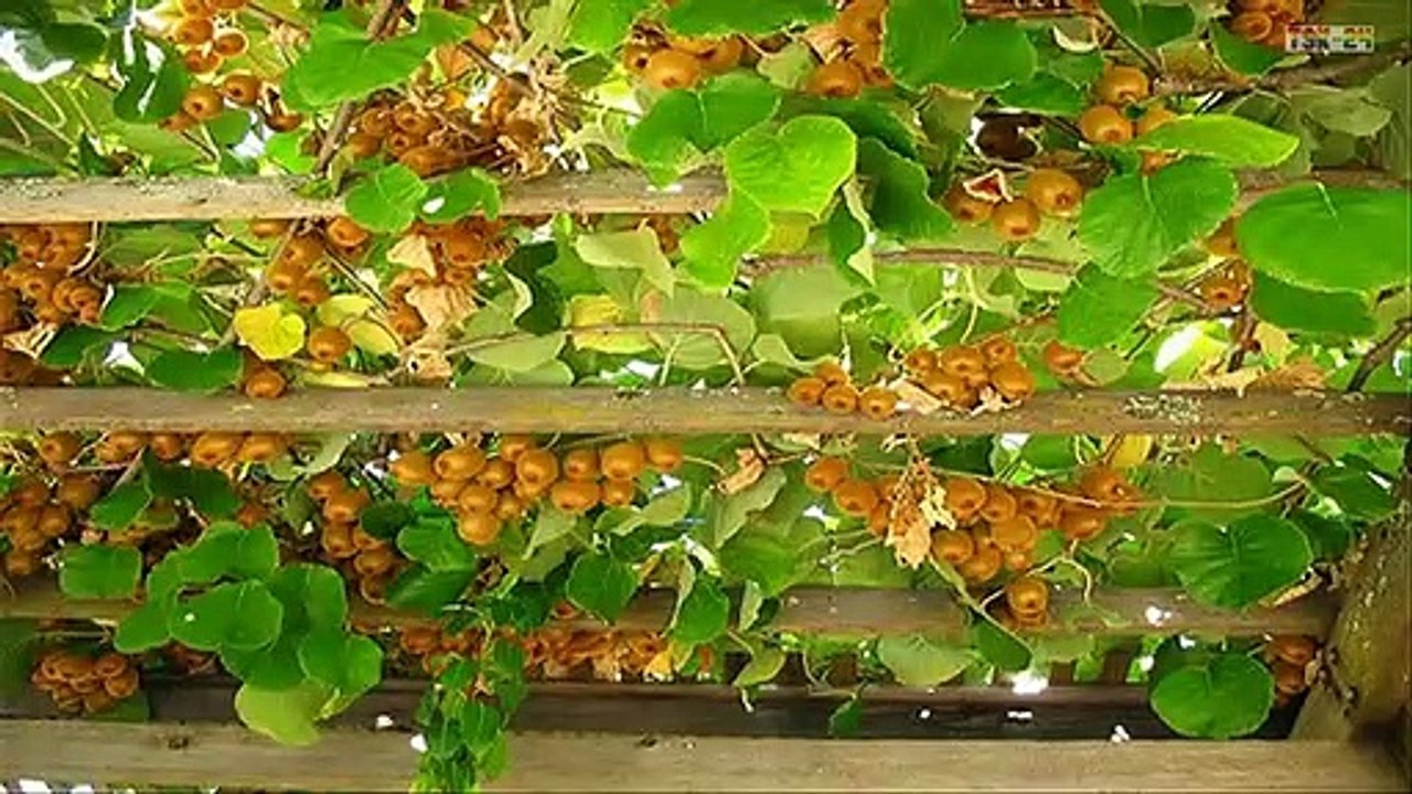 WOW! Amazing New Agriculture Technology - Kiwi Fruit