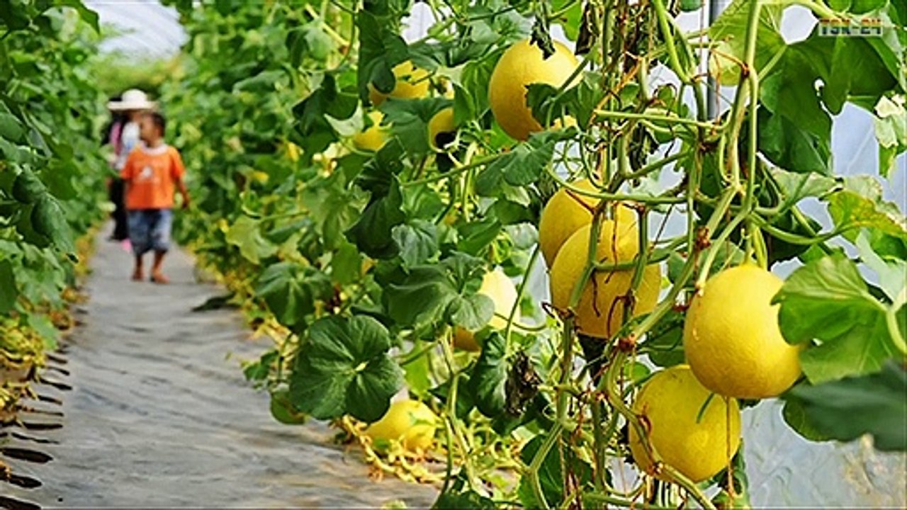 WOW! Amazing Agriculture Technology - Rockmelon