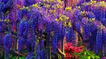 Magnificent Colors of Wisteria - Japan