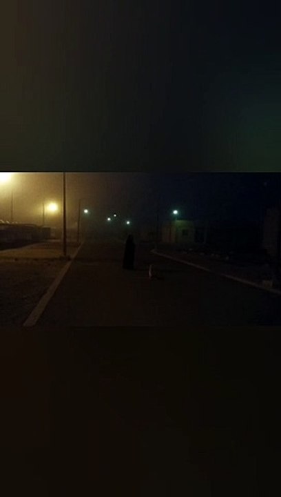 An Obsessed Stray Cat Follows me on Morning Walk
