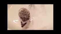 How to give a Hedgehog a bath  -)