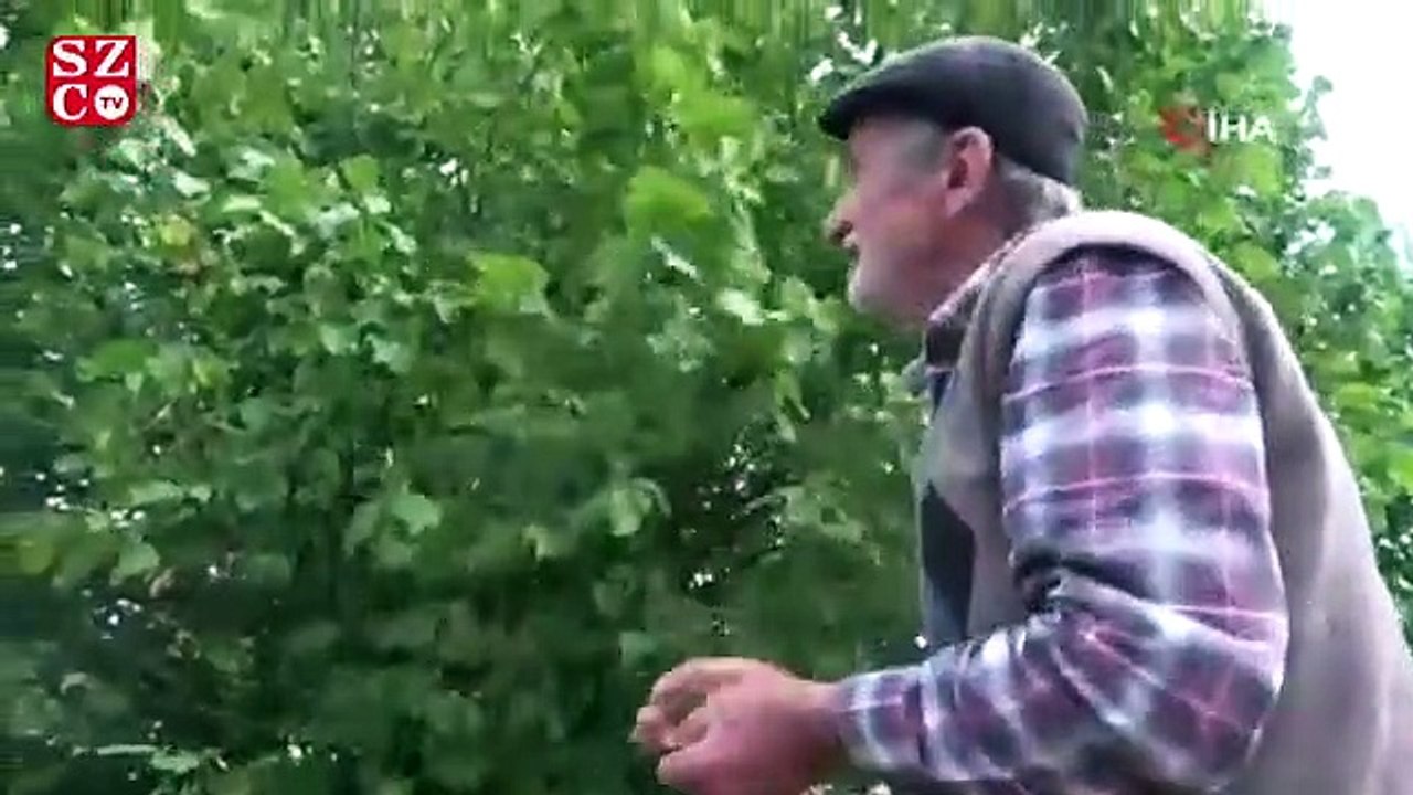 Kilosu 24 lira, tonlarcası dalında çürüyor