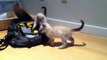 Two Kittens Are Playing || Kittens Playing With a Ball || Status for Whatsapp
