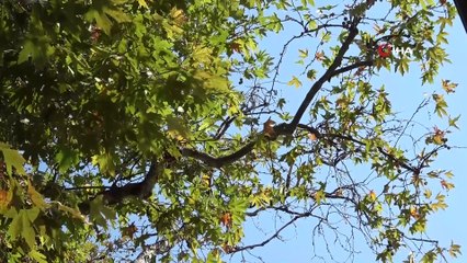 600 yıllık çınar kurumaya yüz tuttu