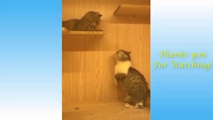 Funny Animal and Cute Pet Compilations