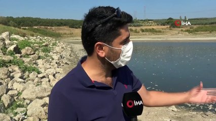 Bursa'da sular çekildi, binlerce balık telef oldu