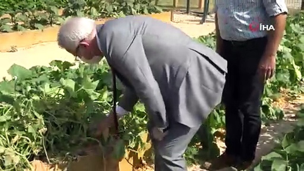 Nilüfer'in Mini Bostanı'nda hasat zamanı