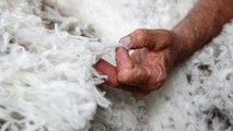 COVID-19 wreaks havoc on Australia wool industry