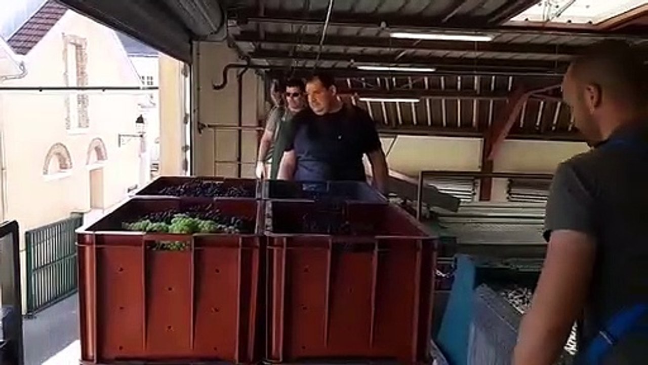 Début des vendanges à la coopérative de la Brèche à Ay Champagne