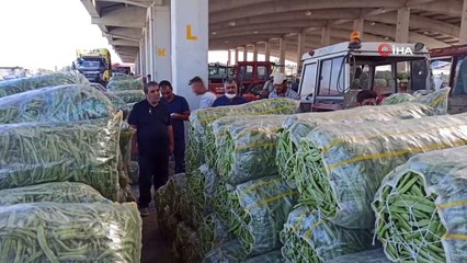 Fasulye üreticisinin yüzü fiyatların yükselmesi ile gülmeye başladı