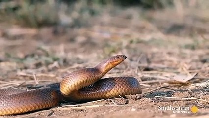 A Honey Badger and Mole Snake Fight to the Death