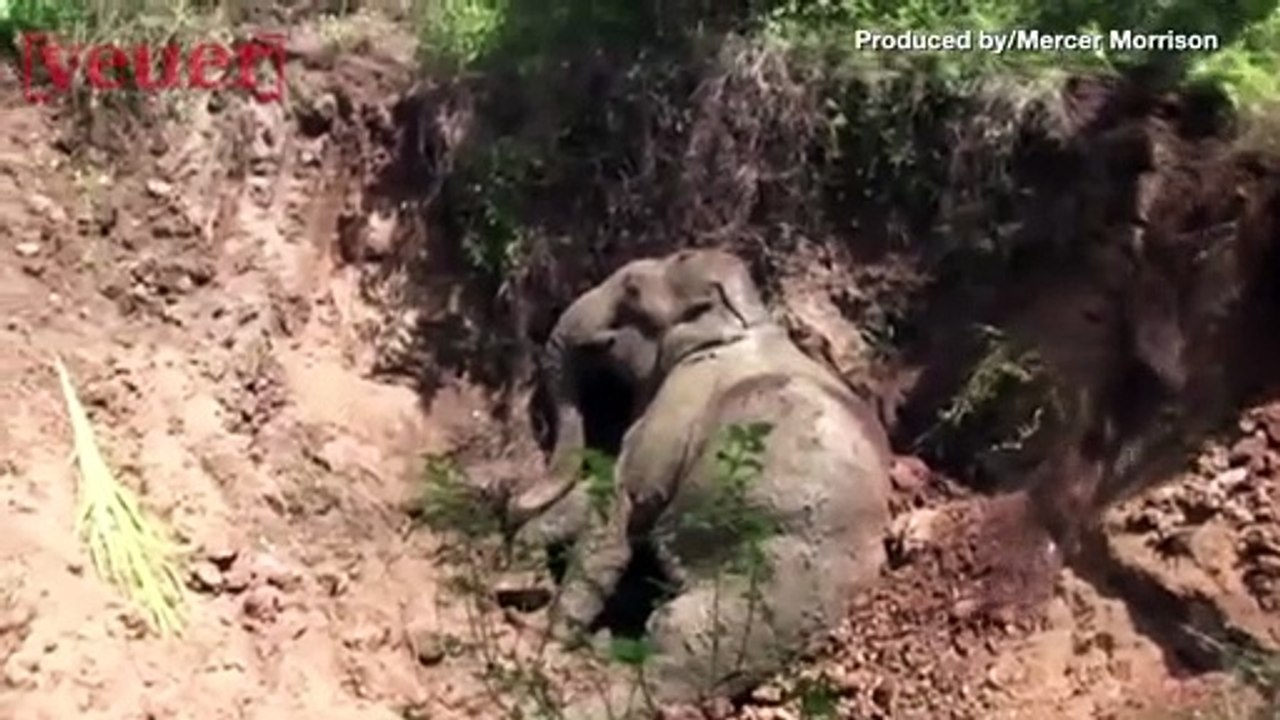 Baby Elephant Rescued, Dead Leopard Found in Sn...