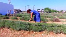 Çöp atılan araziyi lavanta bahçesine dönüştürdü - ADANA