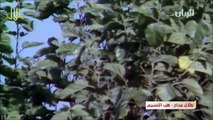 طلال مداح / هب النسيم / فيديو كليب