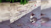 Bukalemun ile oynayan kedi kamerada