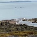 Whales off the coast of Arran