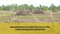Magarini Investor arrested for cutting down endangered Mangroves