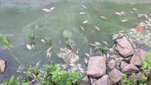 Pollution de l’eau à Franc-Waret: de nombreux poissons morts